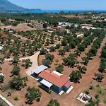 Elia Kefalonia By Olea Argostoli (Kefalonia)